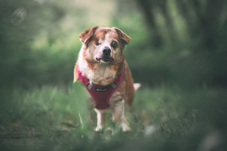 Stevie's Hundesenioren Hospiz e.V.